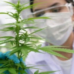 Synthetic marijuana use down, but real pot use up among teens - CBS News