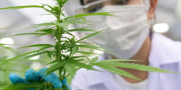 Close up of scientist with gloves and glasses examining cannabis sativa hemp plant