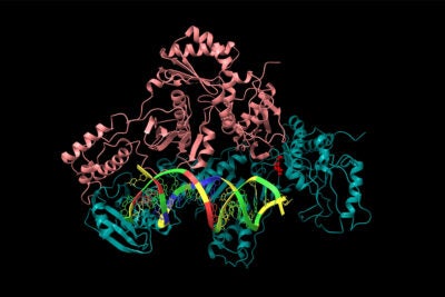 Structure of HIV-1 reverse transcriptase in complex with RNA/DNA and Nevirapine (red)