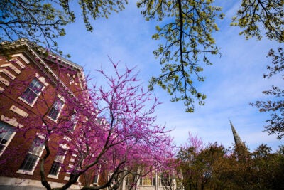 Spring brings a blossoming tree alongside the Barker Center.