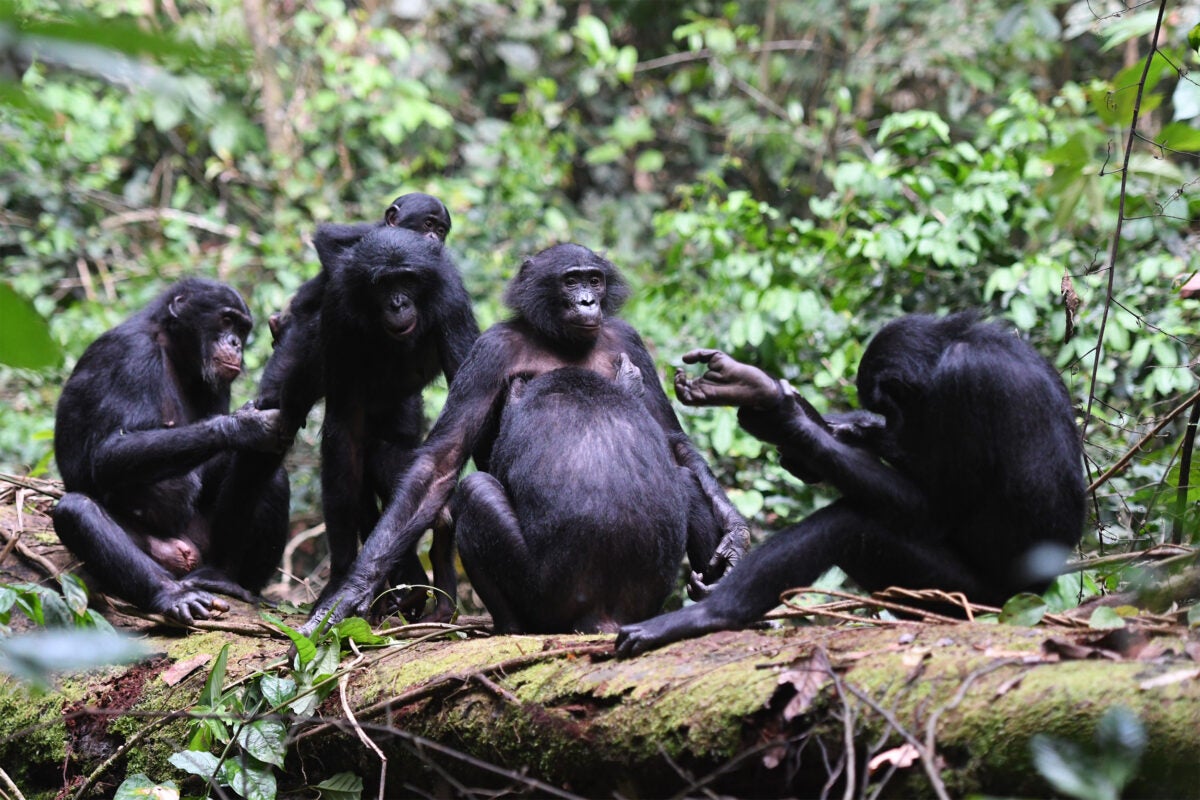 Bonobos grooming each other.