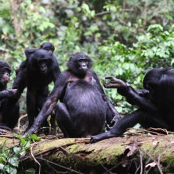 Bonobos grooming each other.