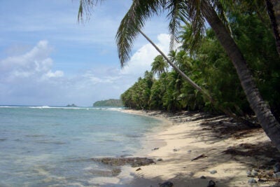 A palm-lined jungle coastline on Guam.