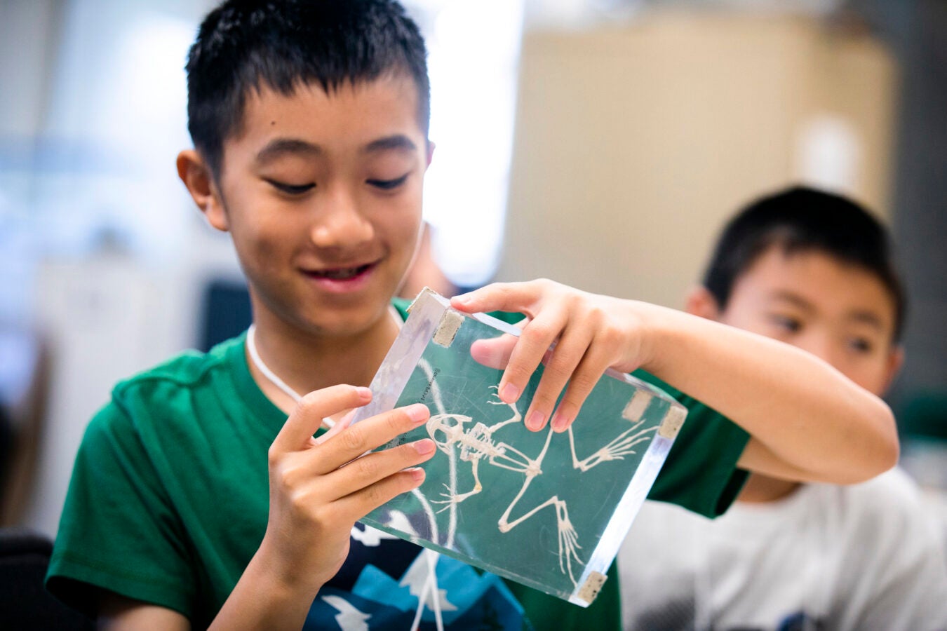 Maxwell Luo (left) examines a frog skeleton during the class.