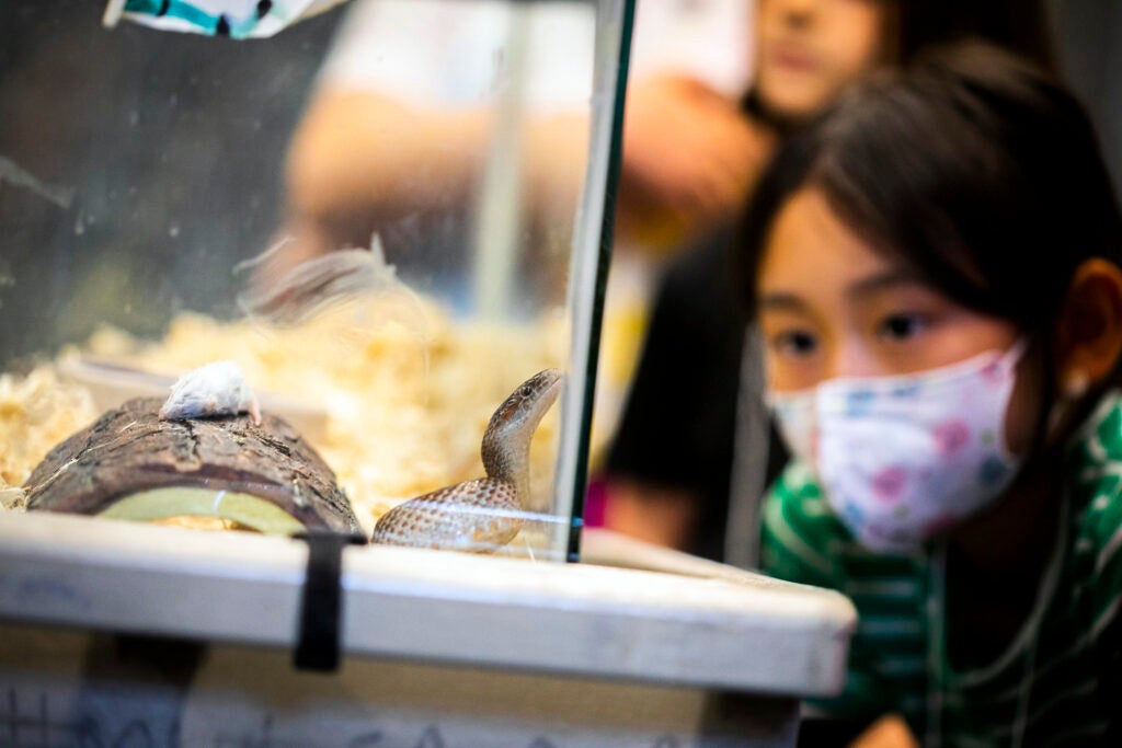Michelle Luo looks at a corn snake.