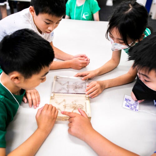 Maxwell Luo (clockwise from left), Raymond Wang, Michelle Luo, and Alan Wang examine skeleton samples in the classroom.