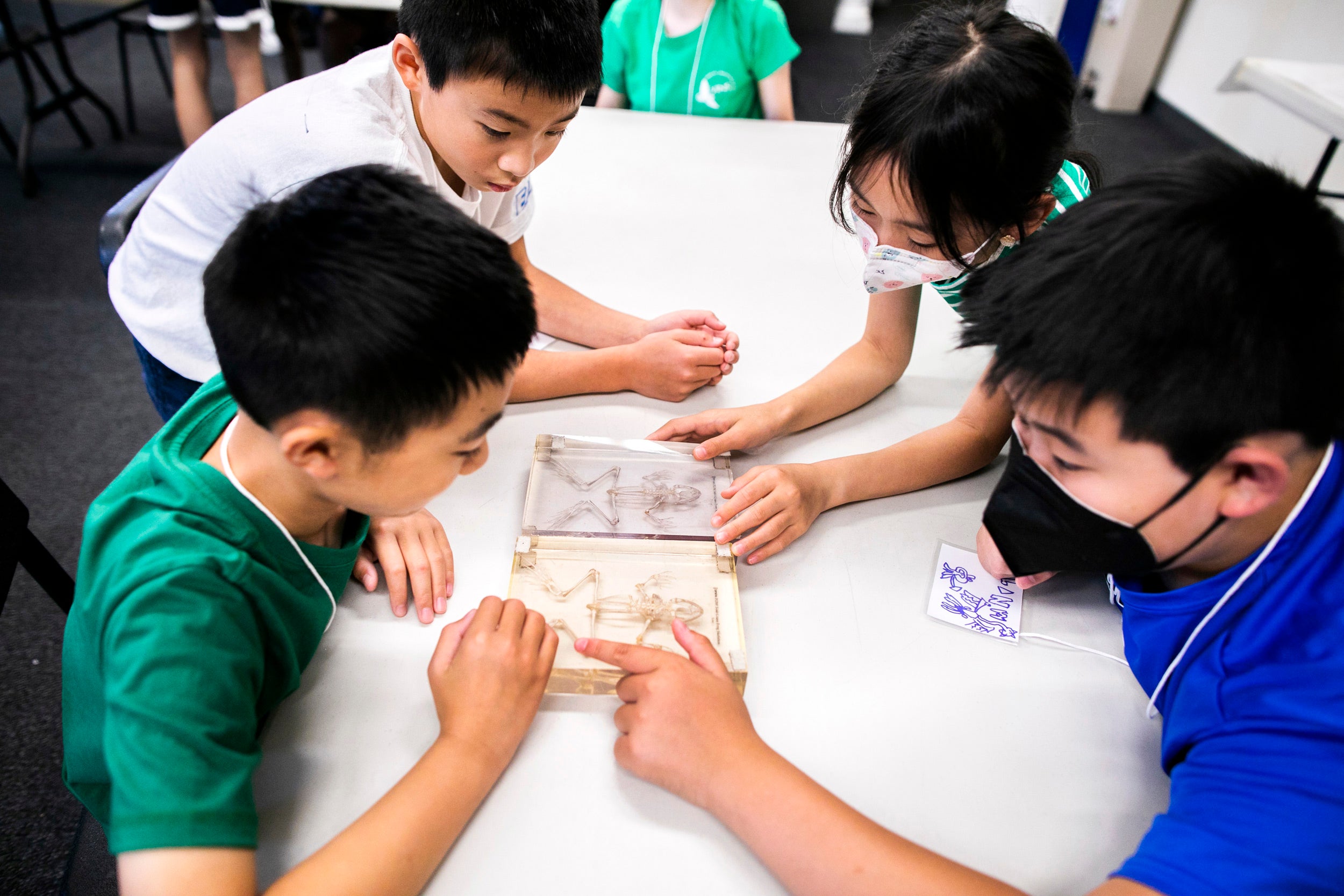 Maxwell Luo (clockwise from left), Raymond Wang, Michelle Luo, and Alan Wang examine skeleton samples in the classroom.