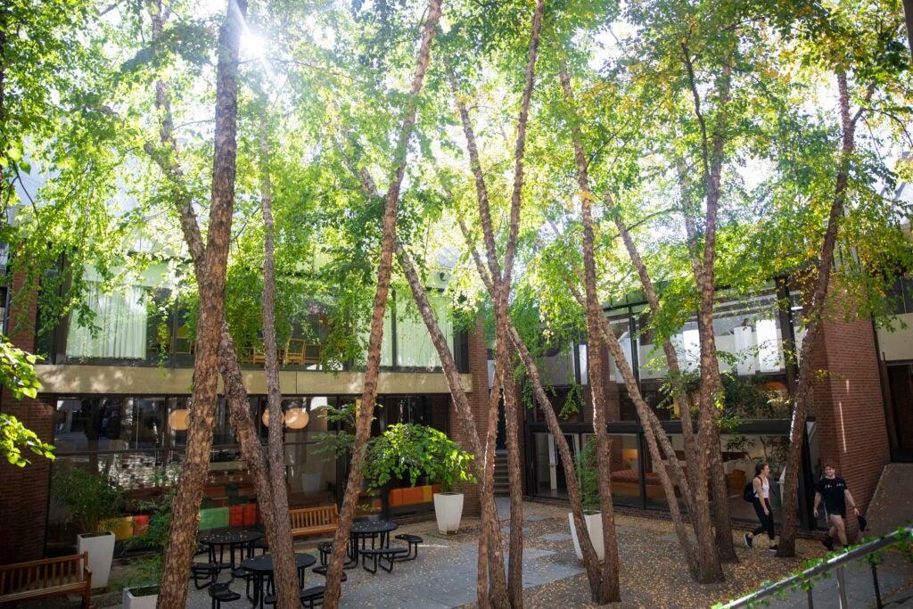 Trees intersect in the courtyard of Mather House.
