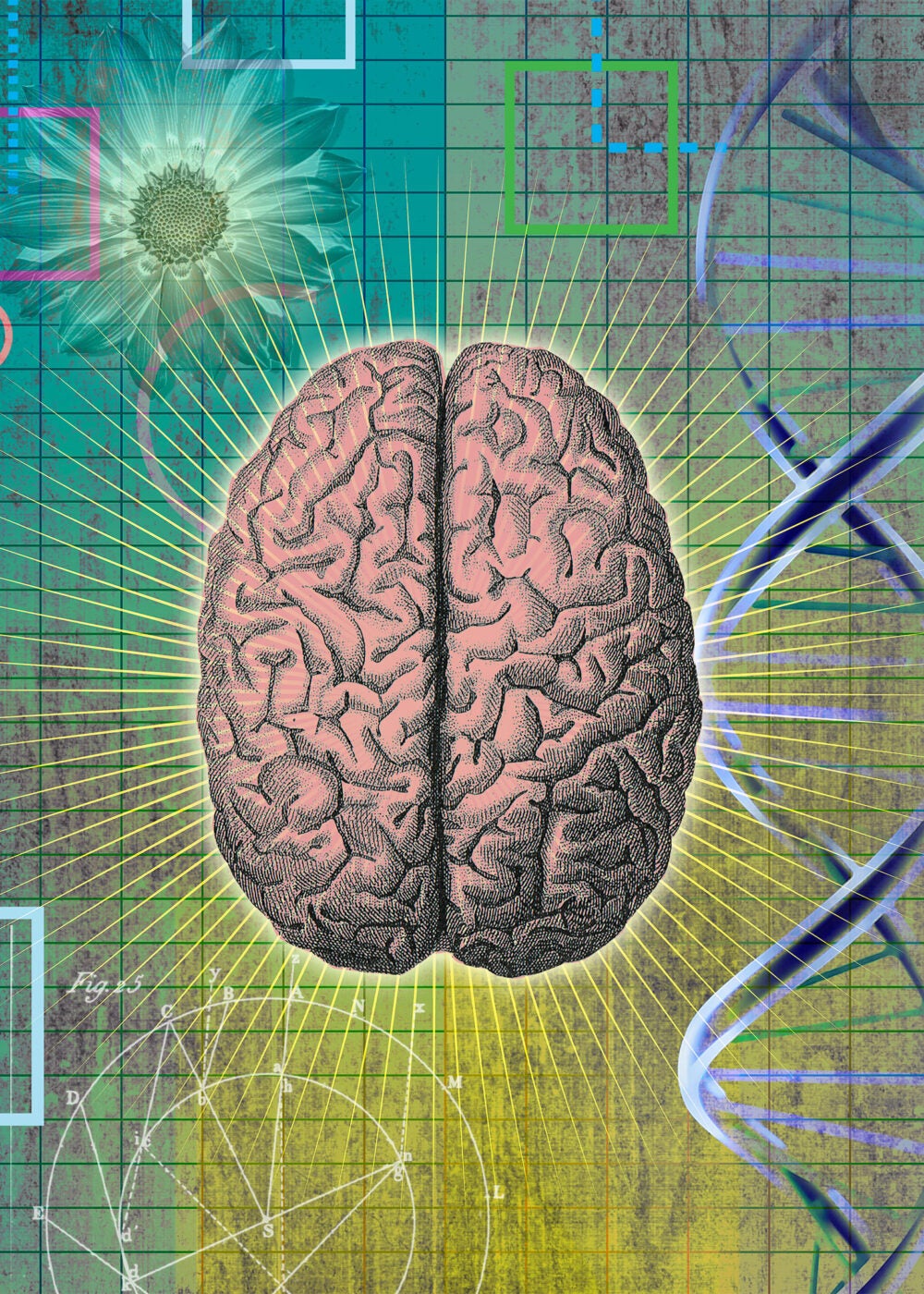 Brain illustration.