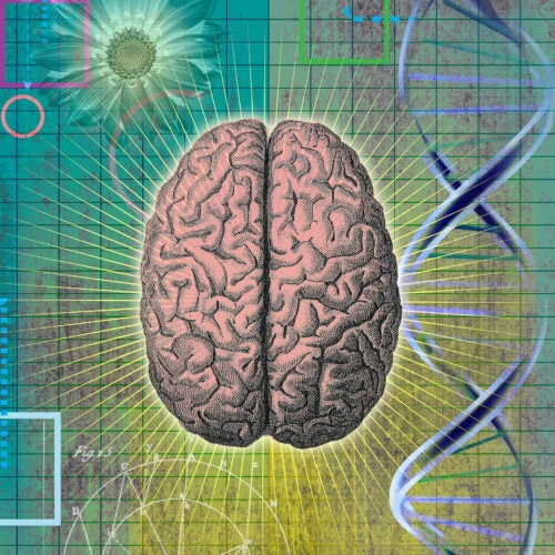 Brain illustration.