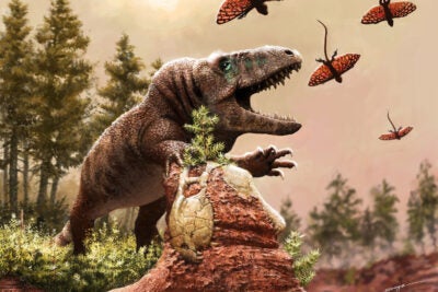 Artistic rendering of of carnivorous reptile that was a close relative of crocodiles and dinosaurs chasing a gliding reptile in a hot and dry river valley 240 million years ago.