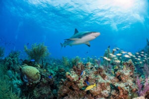 Shark near coral reef.