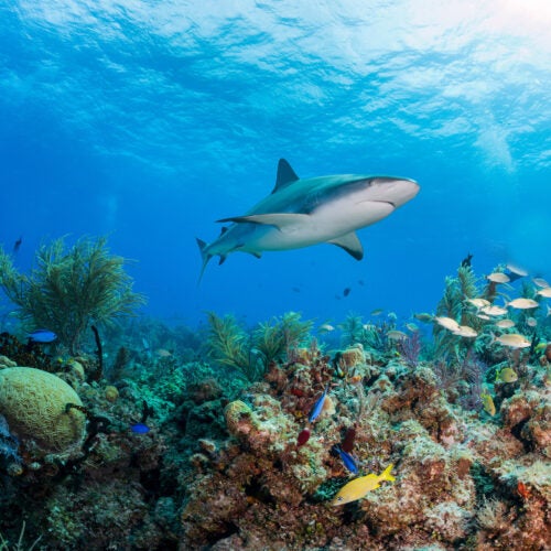 Shark near coral reef.