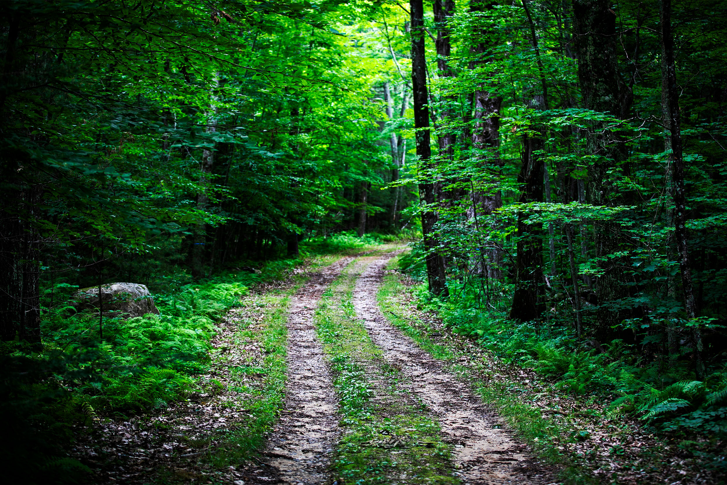 Harvard Forest