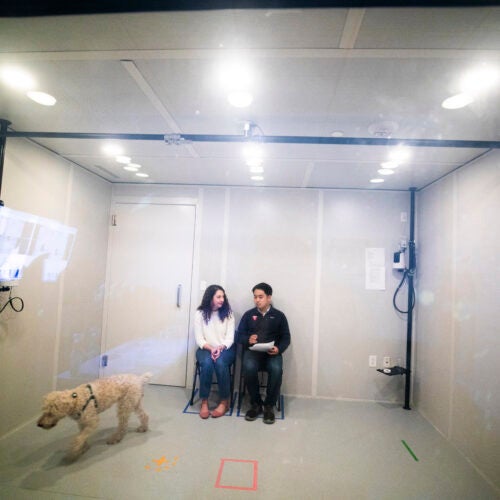 A one-way mirror let students observe a dog's behavior.
