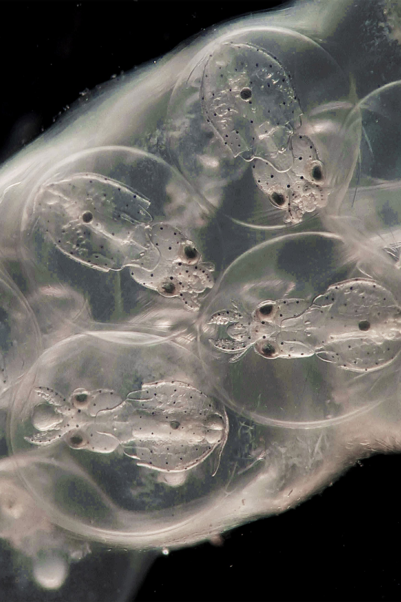 Four squid embryos in their egg sac. These are the squid species Doryteuthis pealeii.
