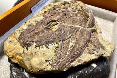 A Whatcheeria skull.