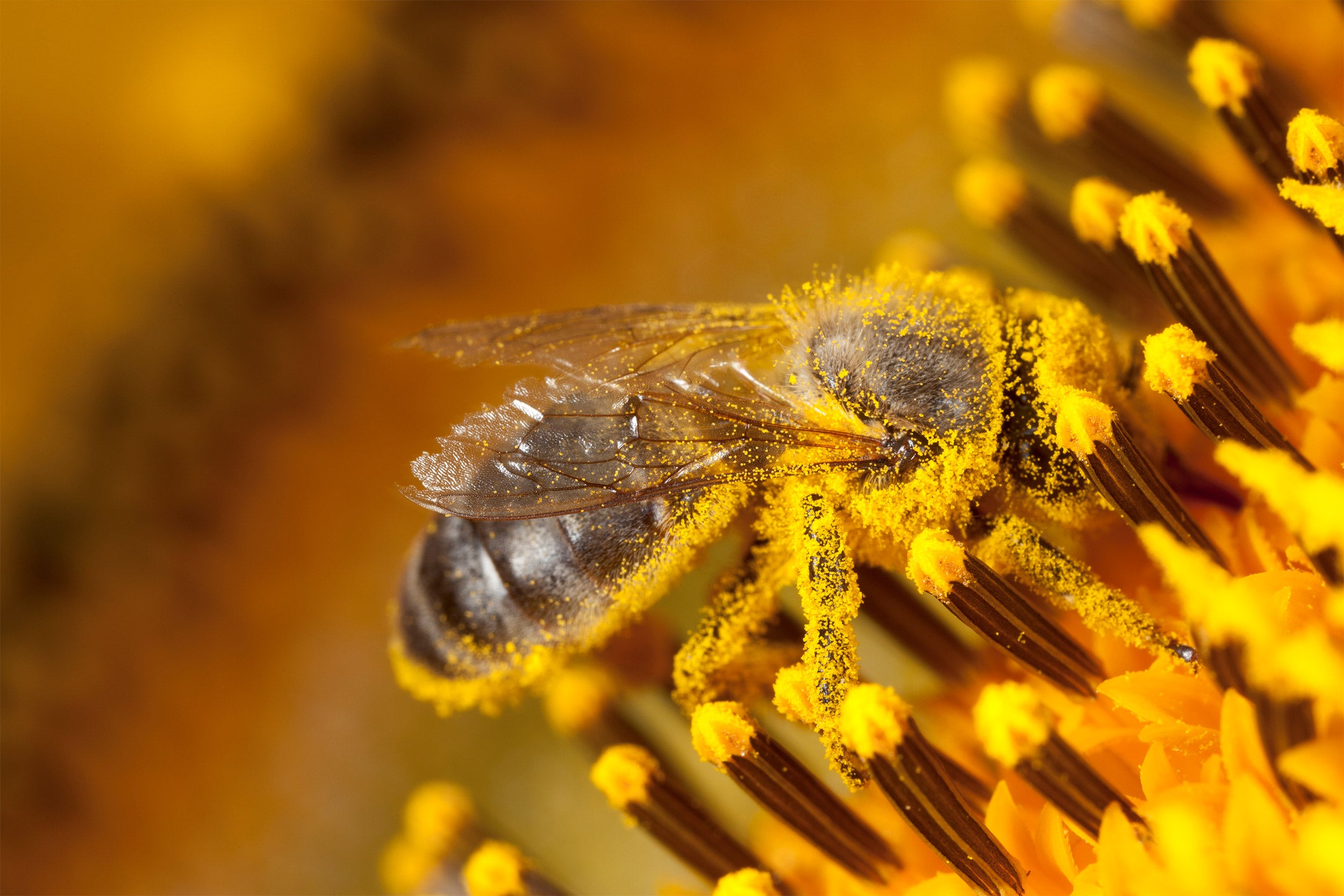 Покажи пыльцу. Пчелиная пыльца (Bee pollen). Пчела с пыльцой. Пчела несет пыльцу. Пчела в пыльце макро.