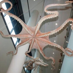 Giant Pacific octopus hanging from celing.