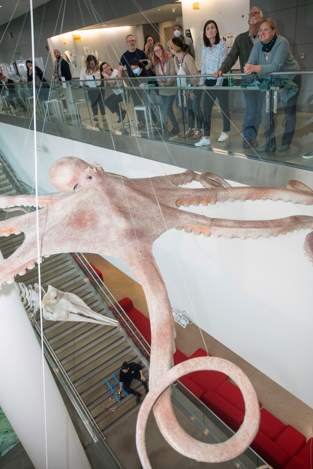 Giant Pacific octopus hanging from celing.