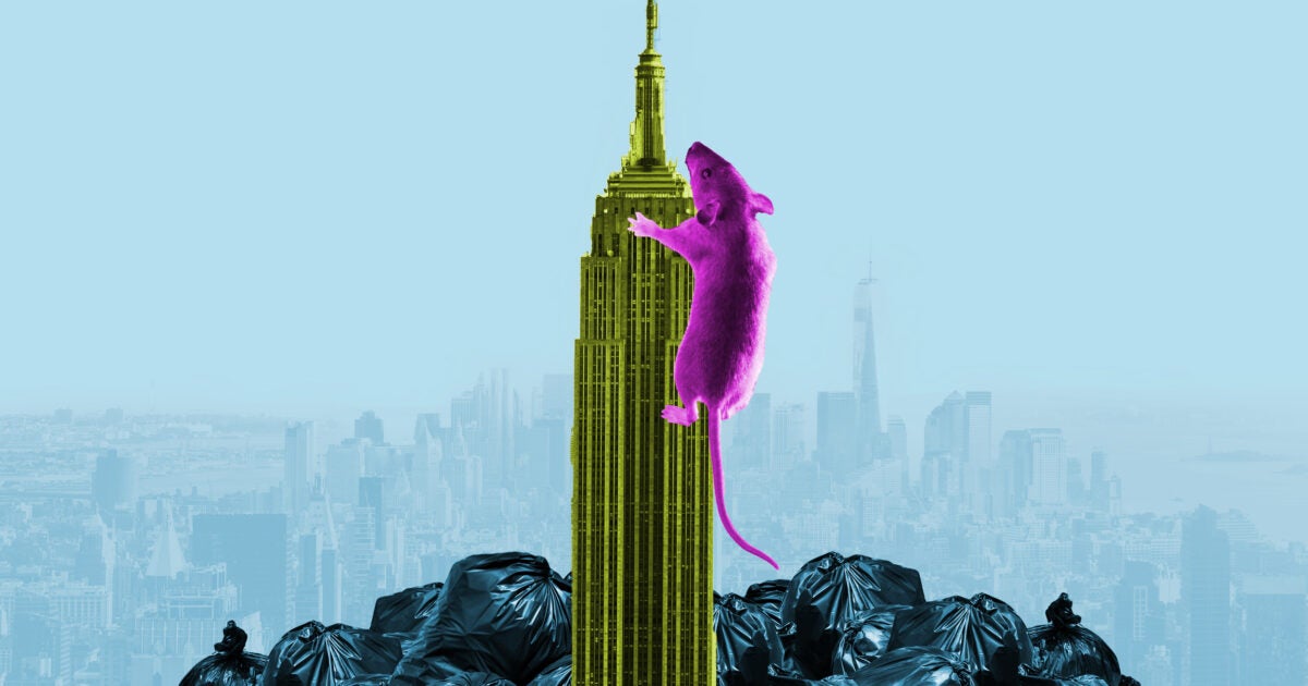 Jessica Tisch liebt es, New York zu putzen, Ratten und alles – Harvard Gazette