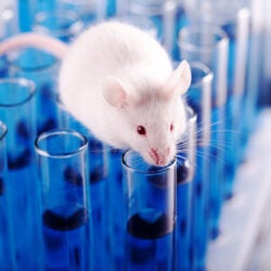 Lab mouse on top of test tubes.