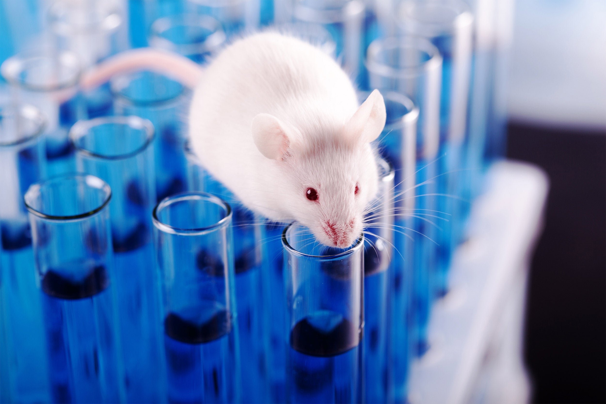 The Early History of the Lab Rat
