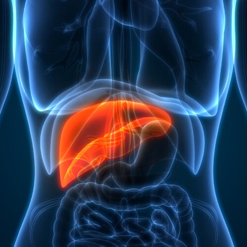 Anatomical illustration of a human liver.
