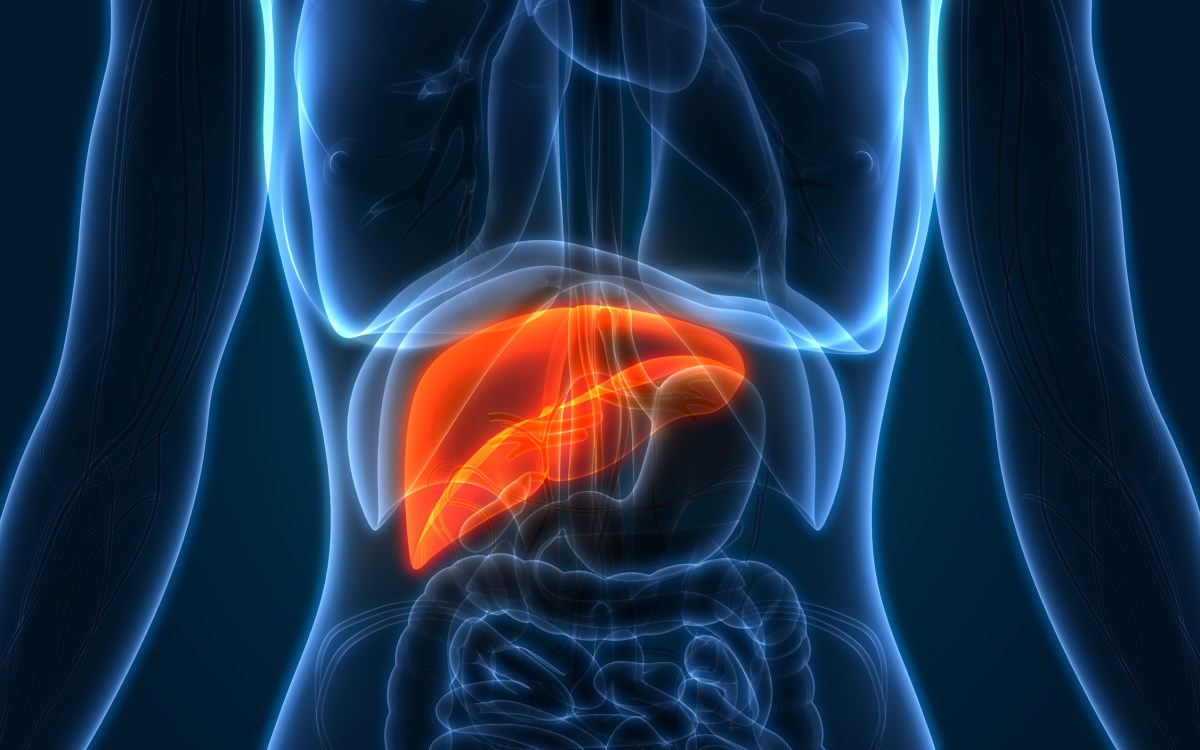Anatomical illustration of a human liver.