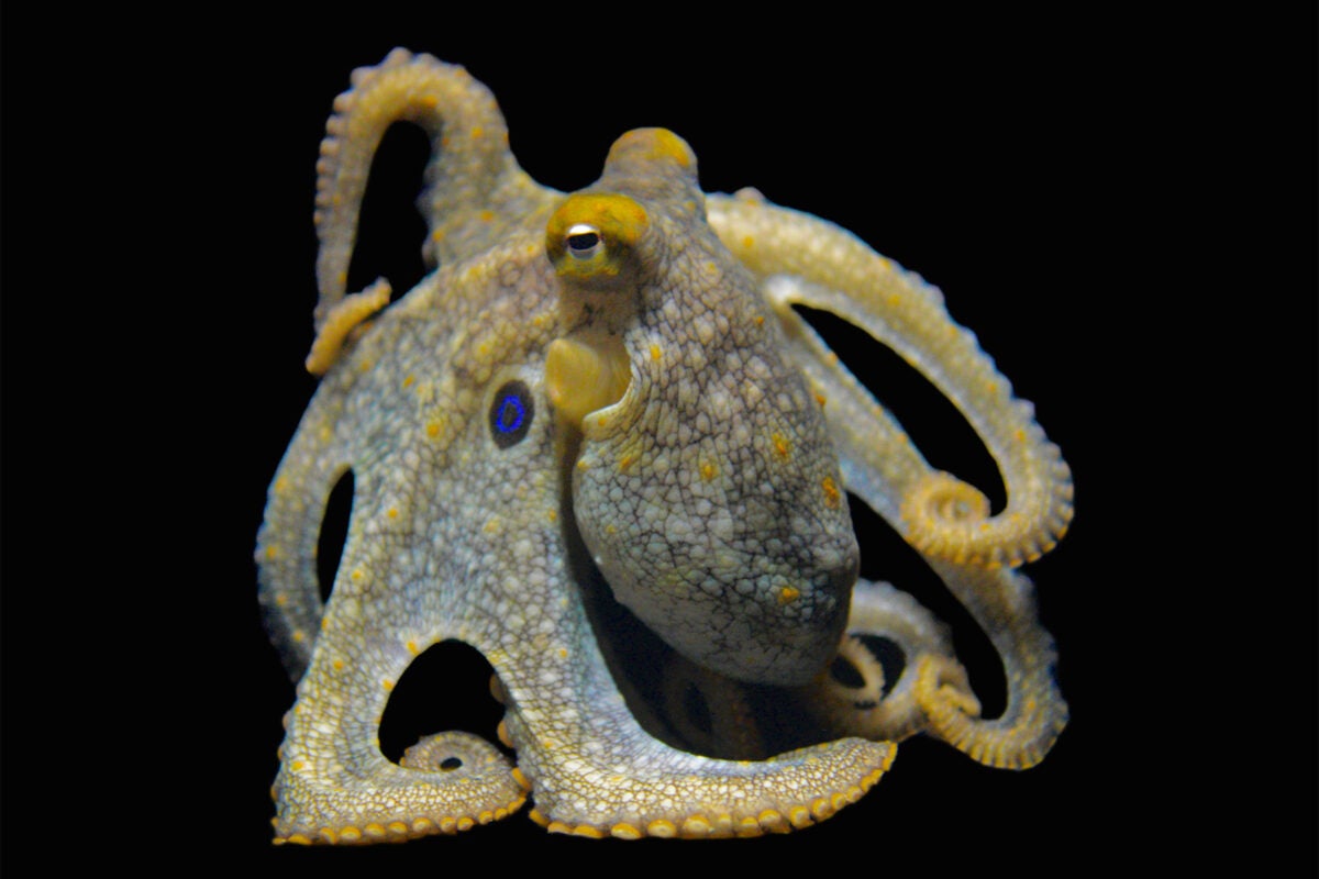 Taking a lesson in evolutionary adaptation from octopus, squid ...