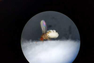 Fruit fly with fungal outgrowth.