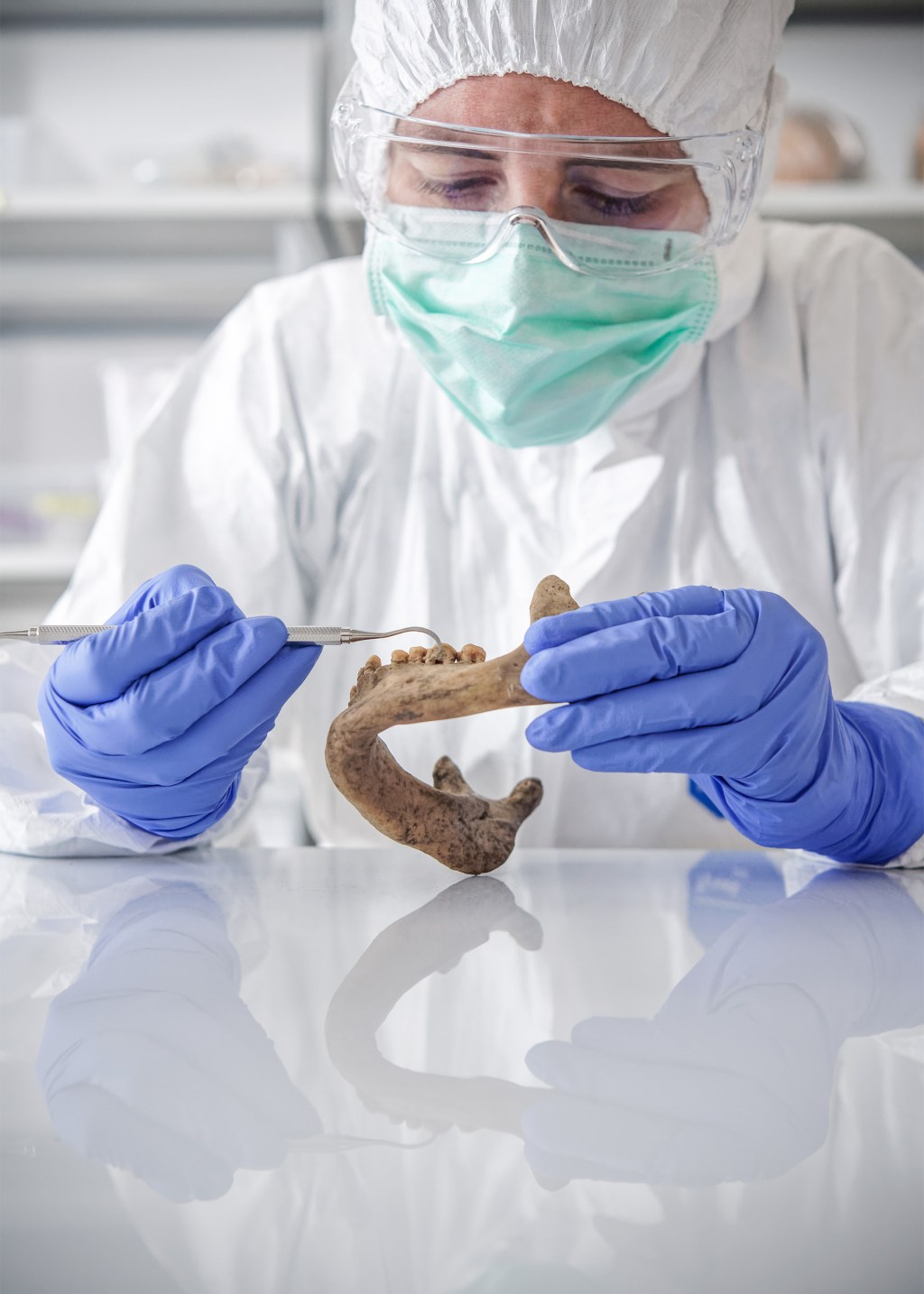 Examining ancient teeth.