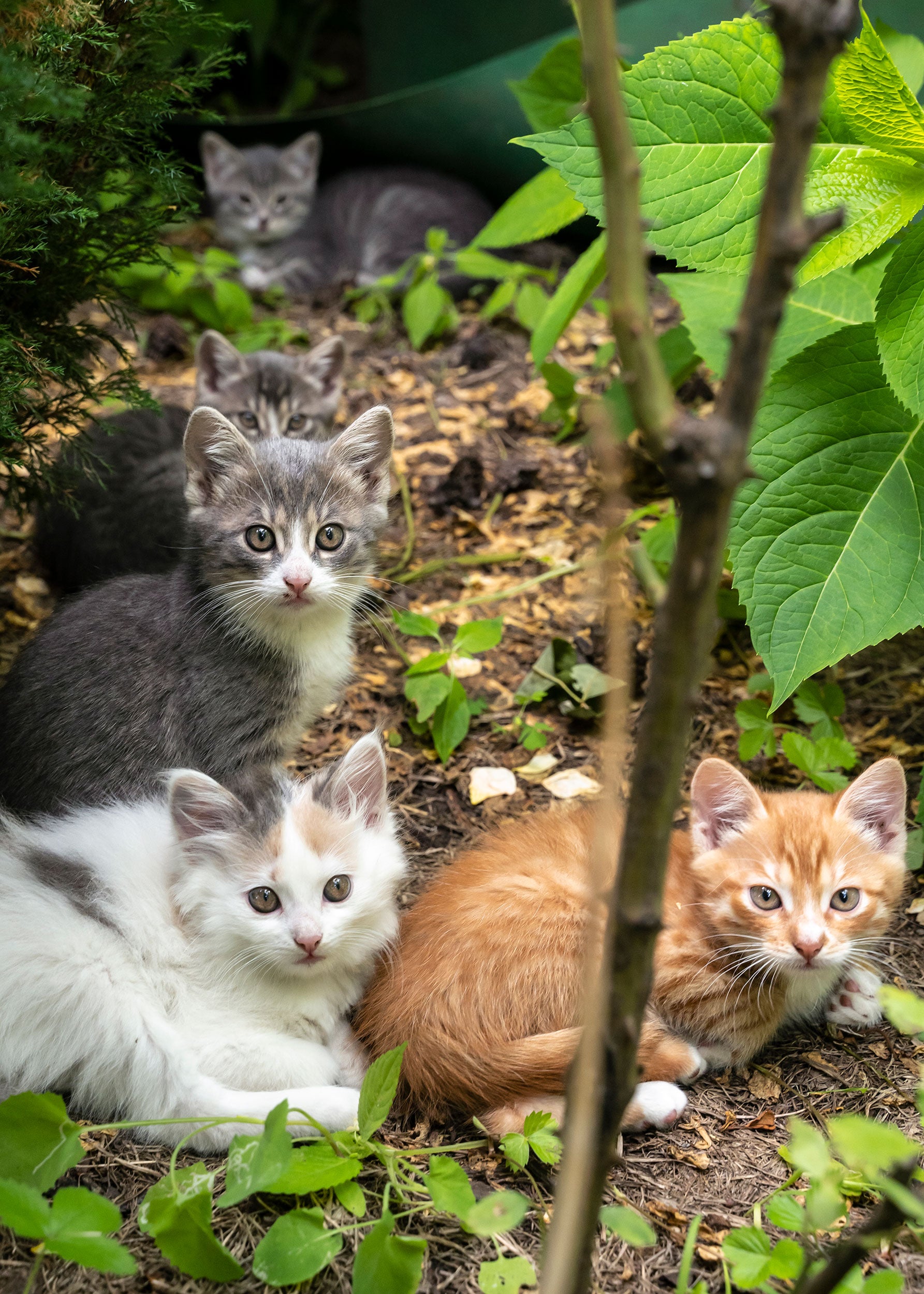 Kittens in the wild.