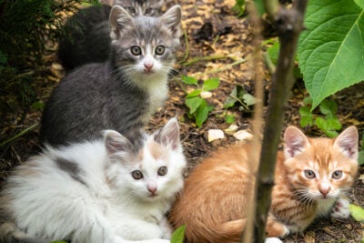 Kittens in the wild.