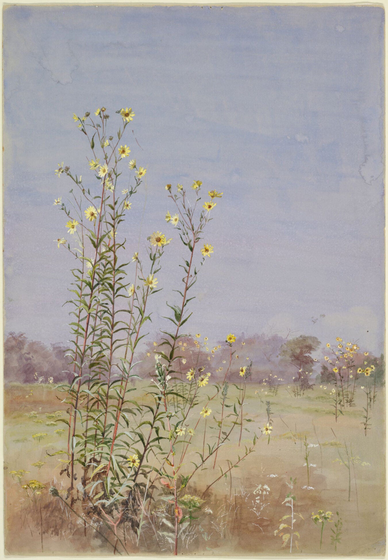 "Daisies in a Meadow" by Fidelia Bridges.