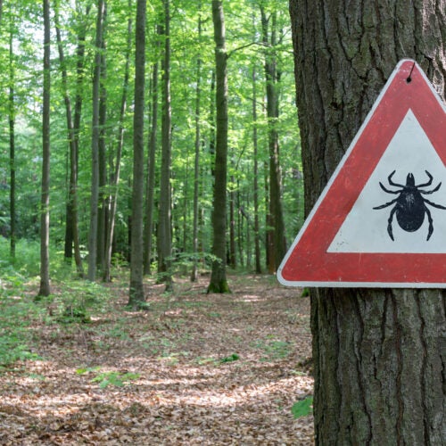 Tick warning sign in woods.