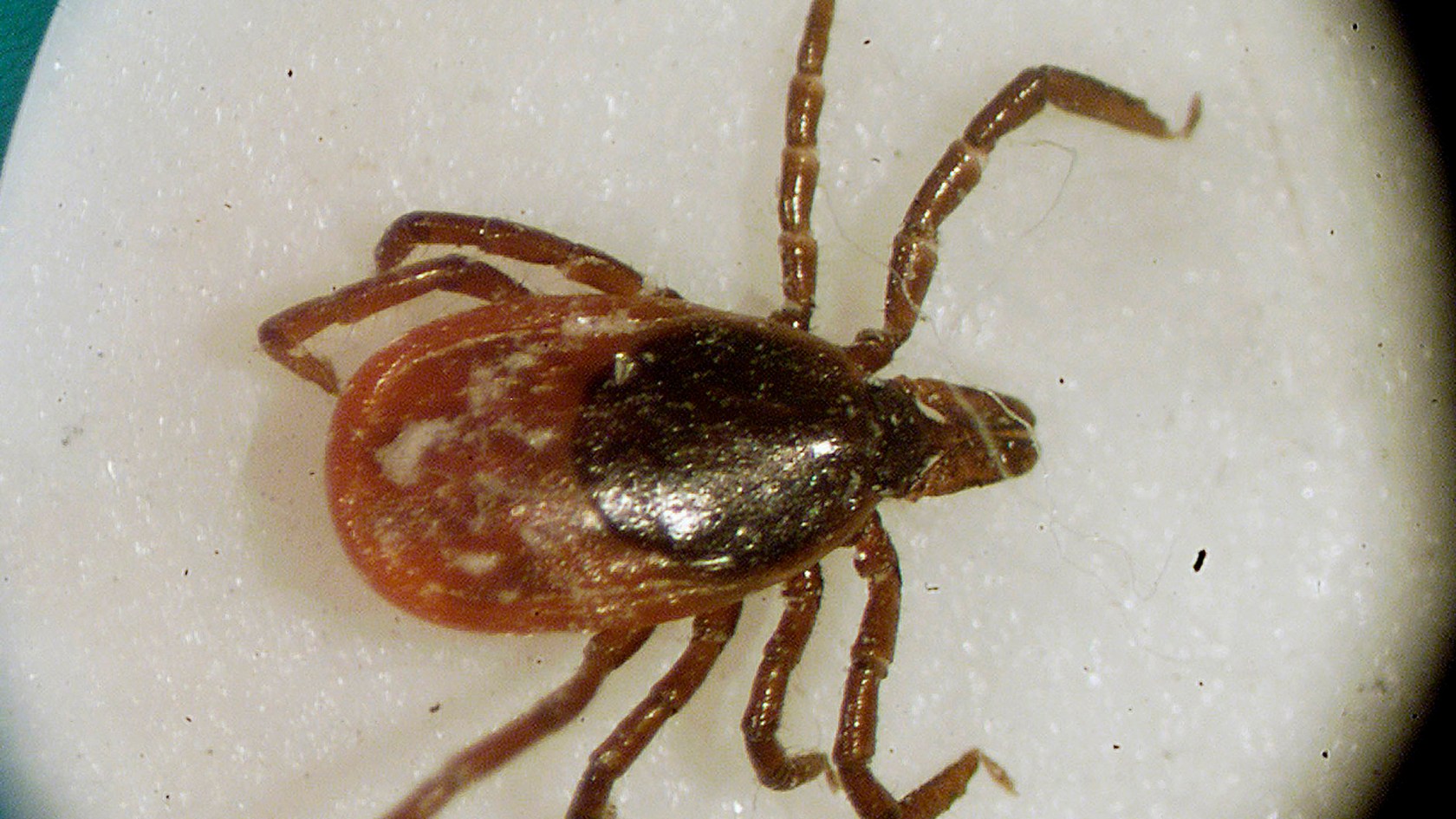 Deer tick.