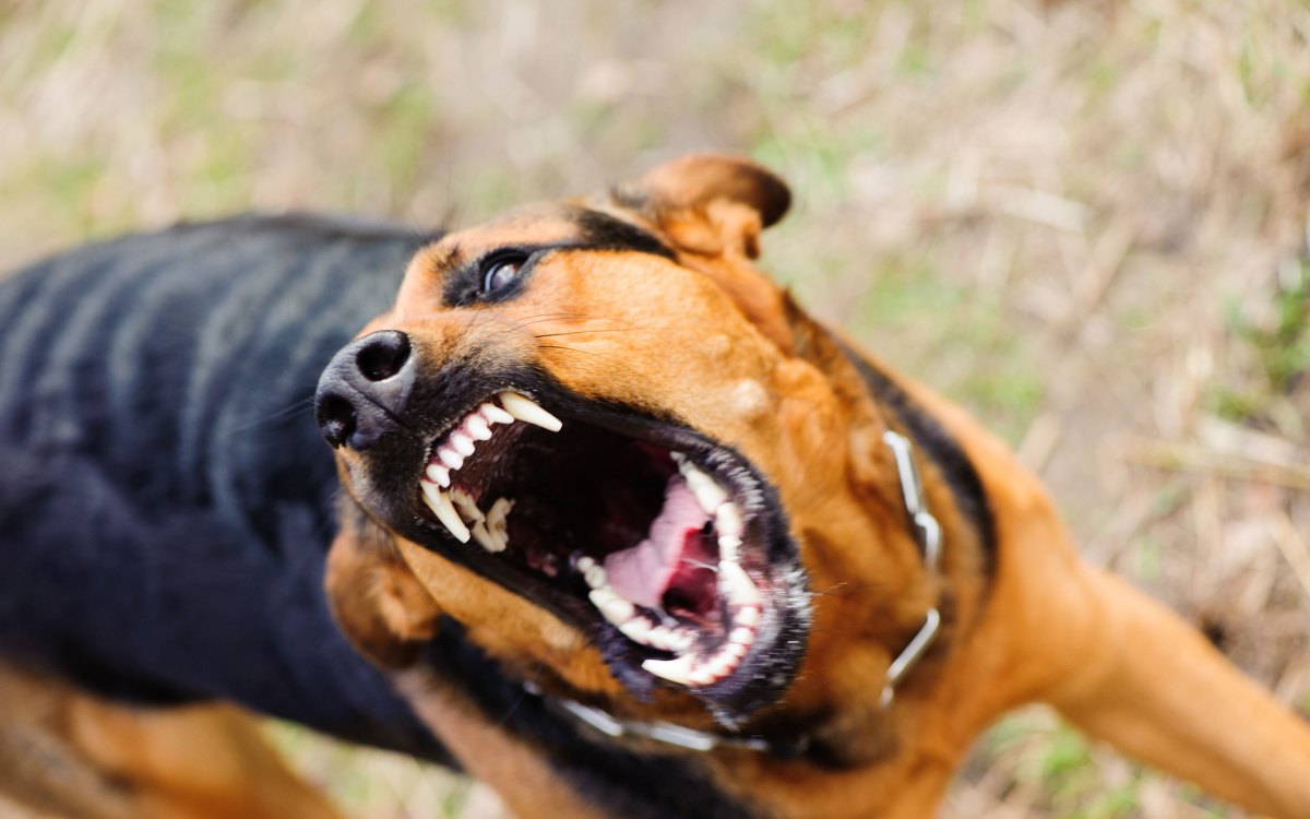 Angry dog with bared teeth.