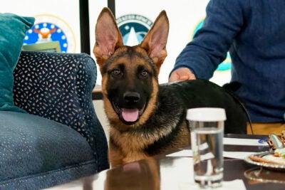 President Biden's dog Commander.