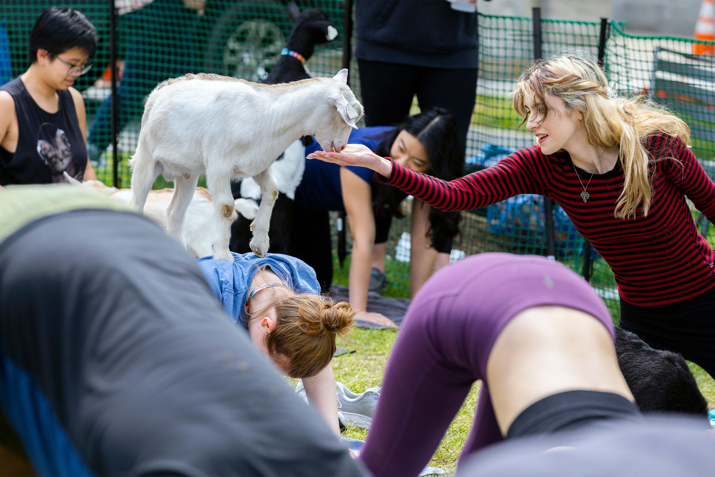 Goat yoga at HMS.