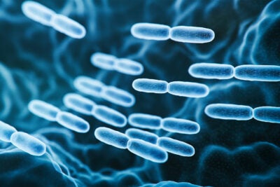 Probiotic bacteria abstract.