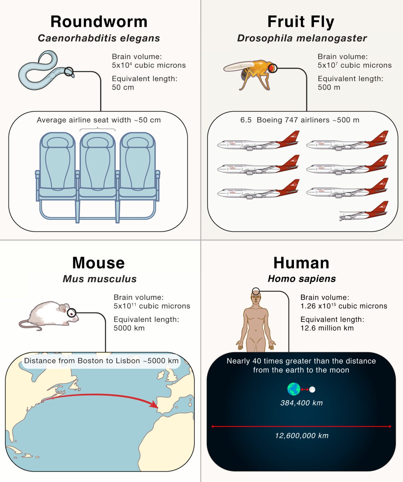 Comparison of brain volume in roundworms, fruit flies, mice, and humans. Roundworms: average airline seat width; fruitflies: six and a half Boeing 747 airlines; mice: the distance from Boston to Lisbon; humans: nearly 40 times greater than the distance from the earth to the moon.