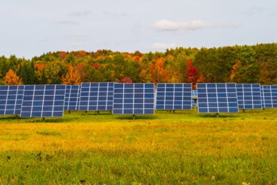 Forest cleared for solar panels.
