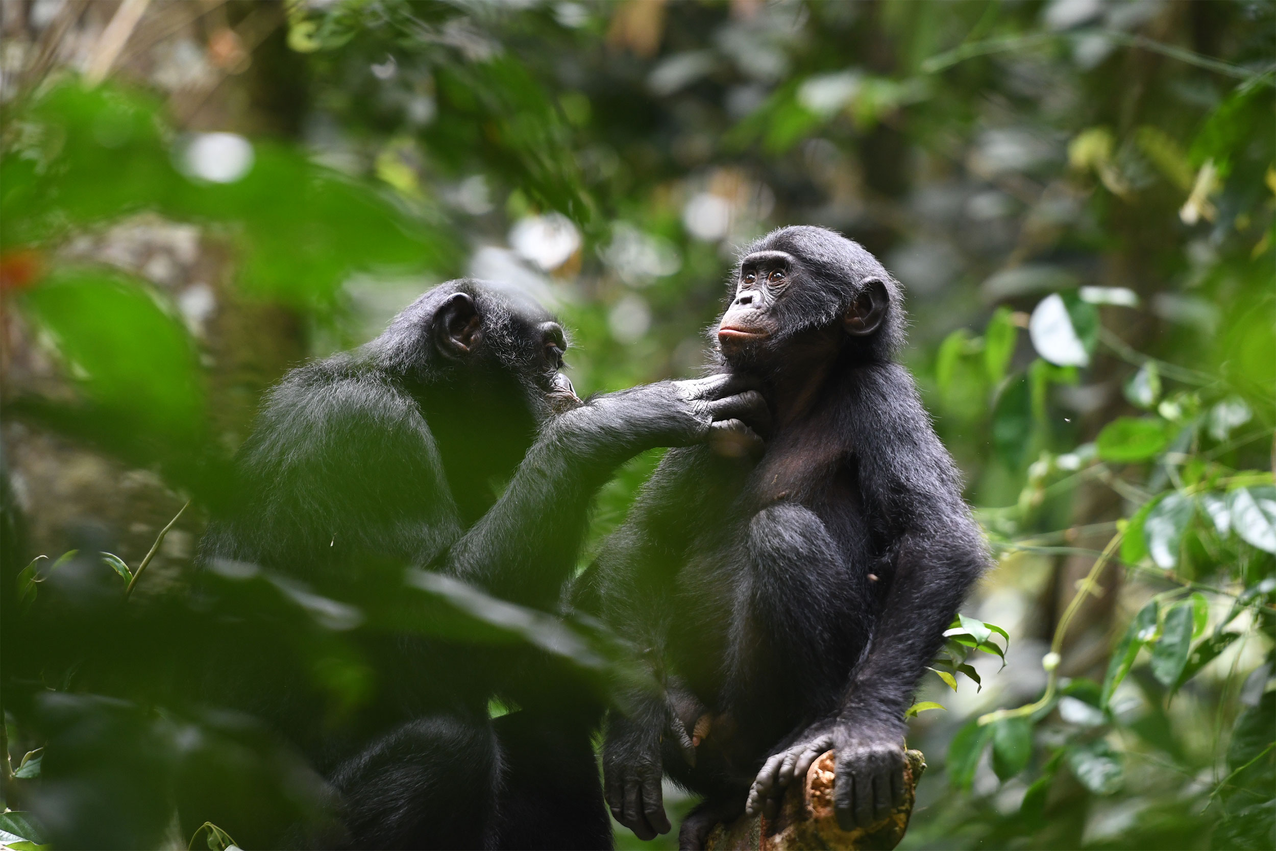 Bonobos grooming each other.