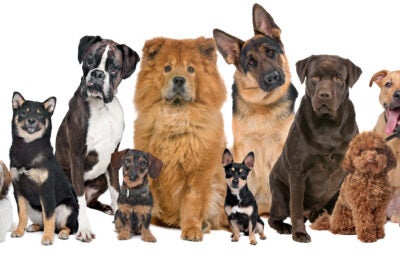 Dogs of varying breeds.