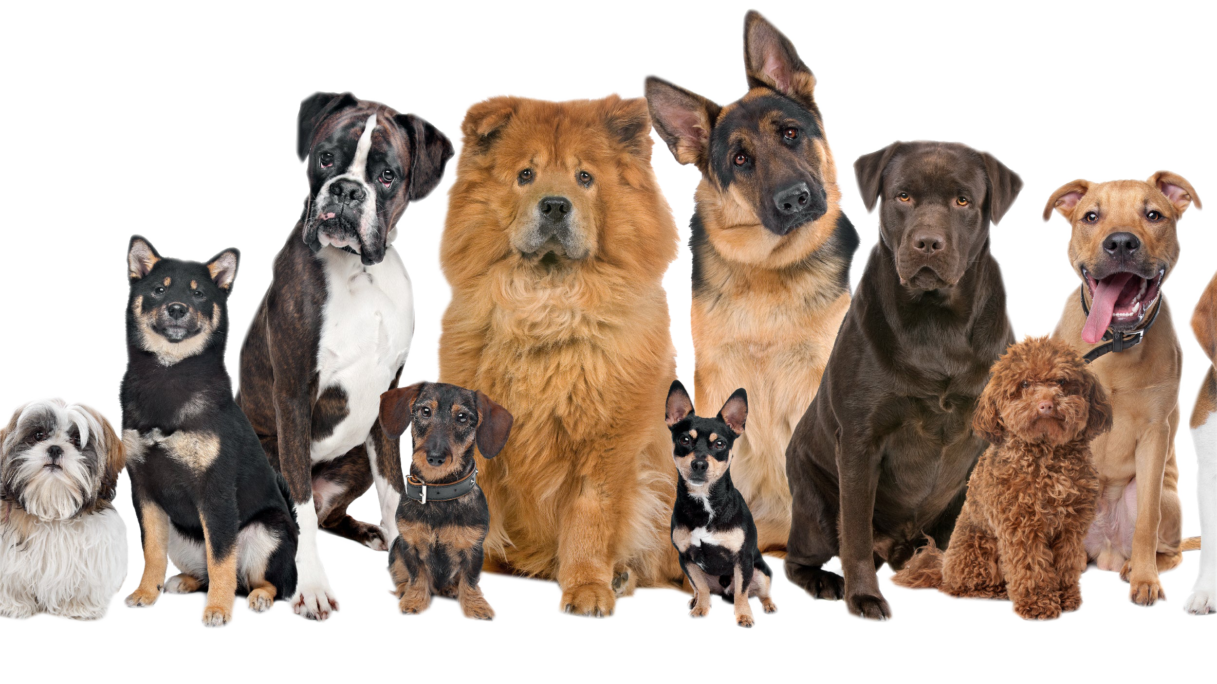 Dogs of varying breeds.