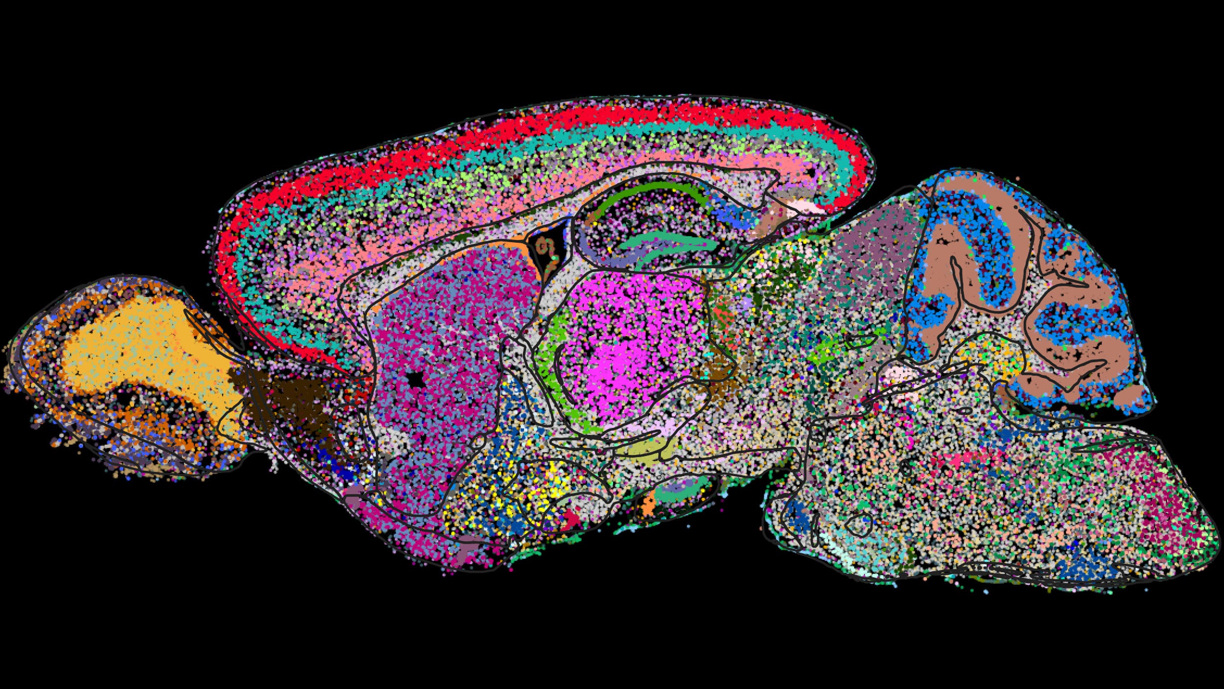 Section of mouse brain atlas with cells colored by category.