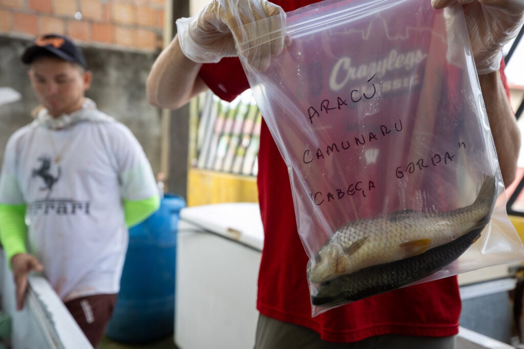 Researchers purchase fish for research in the city of Novo Airão, Amazonas.