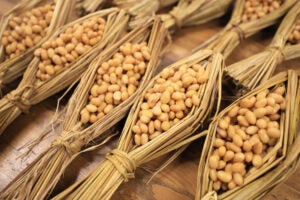 Soybeans that have been fermented with Bacillus natto.