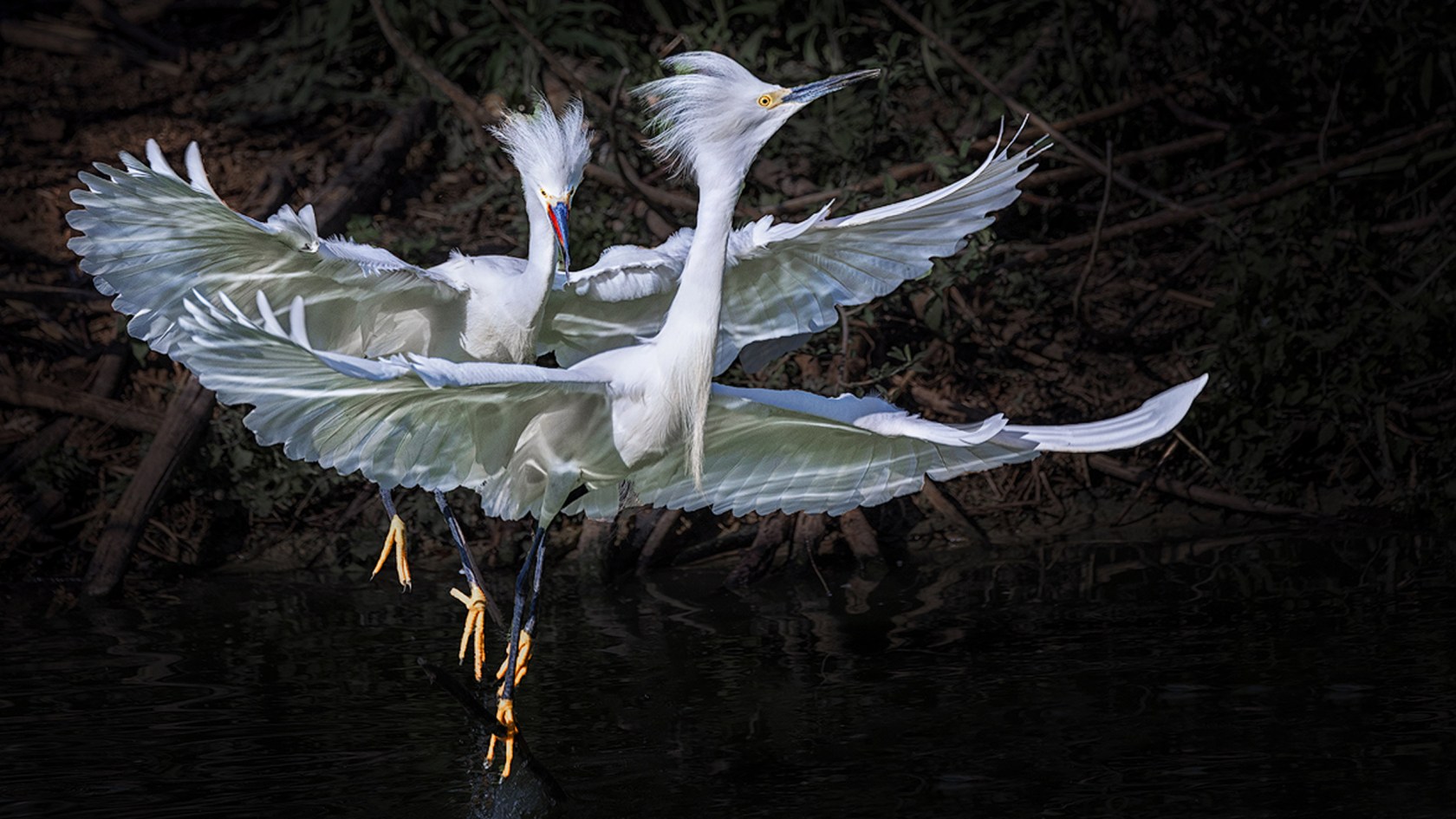 Fly With Me photo of white birds